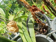 Pycnonotus goiavier jambu