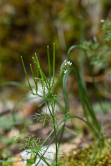 Bifora radians