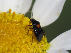 Deraeocoris ribauti