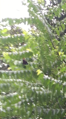 Papilio palinurus palinurus