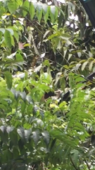 Papilio palinurus palinurus