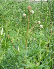 Sanguisorba minor balearica