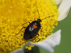 Deraeocoris ribauti