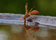 Ropalidia marginata marginata