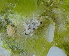 Pachygrapsus transversus