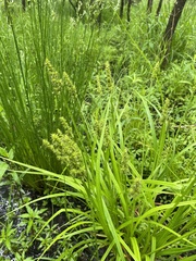 Carex stipata maxima