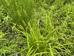 Carex stipata maxima