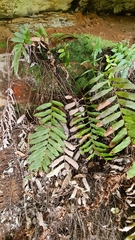 Blechnum ambiguum