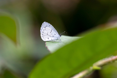 Udara akasa
