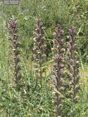 Acanthus syriacus