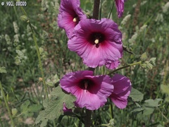 Alcea setosa