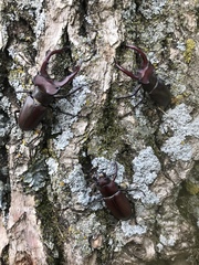 Lucanus elaphus