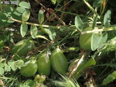 Astragalus macrocarpus