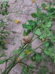 Hierodula transcaucasica