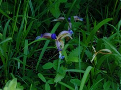 Iris graminea