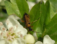 Grammoptera ustulata