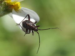 Calocoris nemoralis