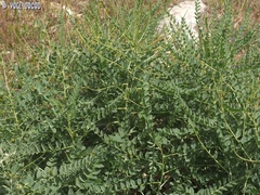 Astragalus macrocarpus