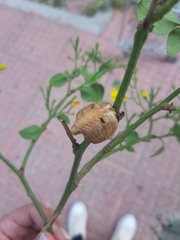 Hierodula transcaucasica