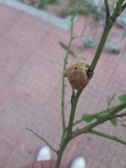 Hierodula transcaucasica