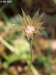 Catananche lutea