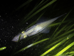 Alloteuthis subulata