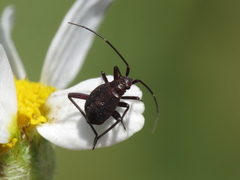 Calocoris nemoralis