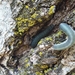 Apethymus cereus - Photo (c) Daniel Iversen, algunos derechos reservados (CC BY-NC), subido por Daniel Iversen