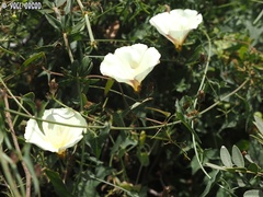Convolvulus scammonia