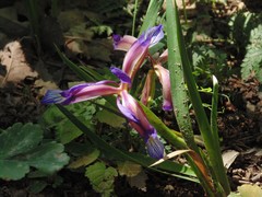 Iris graminea