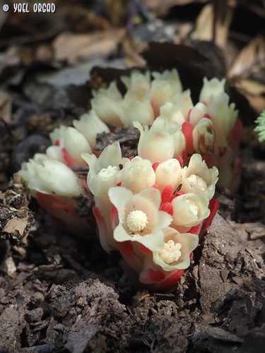 Red Rockrose-parasite