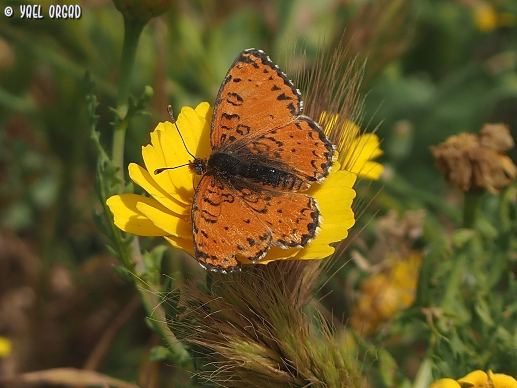 Melitaea syriaca