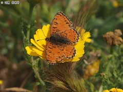 Melitaea syriaca
