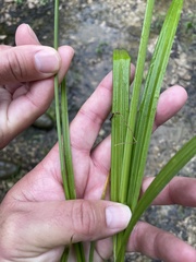 Carex stipata maxima
