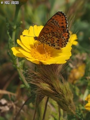 Melitaea syriaca