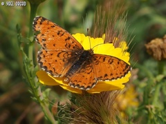Melitaea syriaca