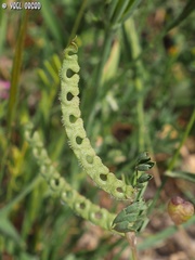 Hippocrepis unisiliquosa