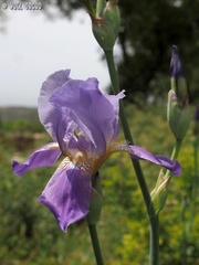 Iris mesopotamica