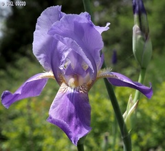 Iris mesopotamica