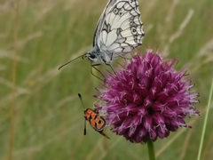 Allium sphaerocephalon