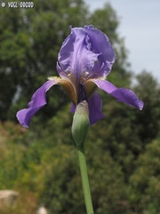 Iris mesopotamica