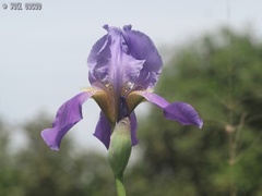 Iris mesopotamica
