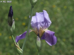 Iris mesopotamica