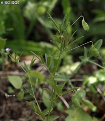 Vicia lenticula