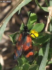 Zygaena graslini