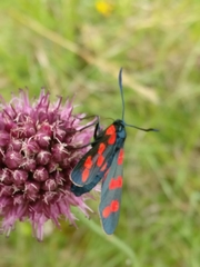 Allium sphaerocephalon
