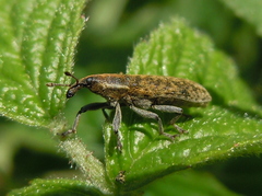 Lixus filiformis