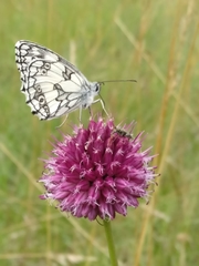 Allium sphaerocephalon