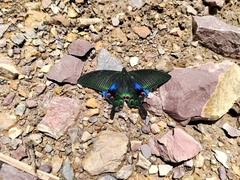 Papilio arcturus
