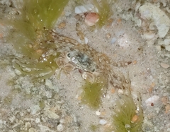 Pachygrapsus transversus